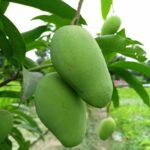 “Three Taste” Mango Plant- Grafted
