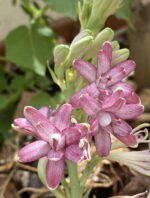 Polianthes Tuberose “CHERRY”