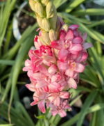 Polianthes Tuberose “CHERRY”
