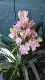 Polianthes Tuberosa “Pink Parfait”