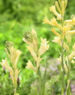 Polianthes tuberosa “Yellow Baby”