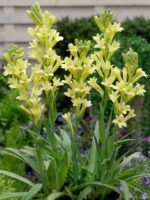 Polianthes tuberosa “Yellow Baby”