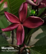 Marquis