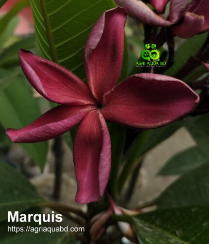 Marquis