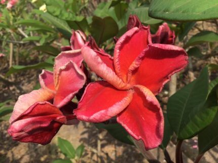 Plumeria “Nida Delight”