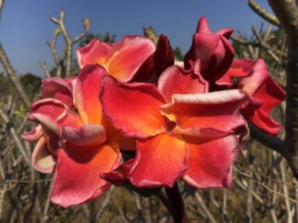 Plumeria "Nida Delight"