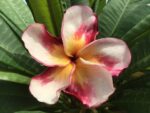 Plumeria “Twisting Sunbeam”