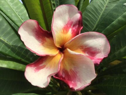 Plumeria “Twisting Sunbeam”