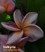 Plumeria “JJ Valkyrie”