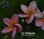 Plumeria “JJ Valkyrie”