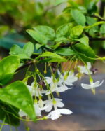পার্সিয়ান জুঁই (Water Jasmine)