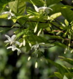পার্সিয়ান জুঁই (Water Jasmine)