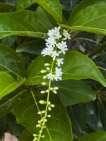 স্বরসতী চাঁপা (Fiddlewood)