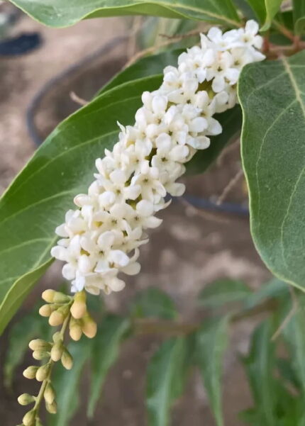 স্বরসতী চাঁপা (Fiddlewood)