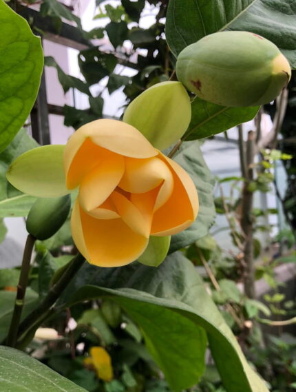 Egg Magnolia Grafted (কুসুম চাঁপা)