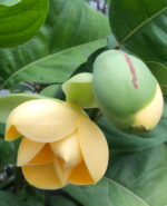 Egg Magnolia Grafted (কুসুম চাঁপা)