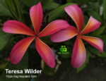 Teresa Wilder