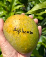 “Alphonso” Mango Plant-Grafted
