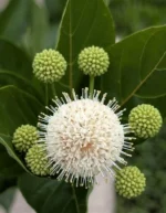 Buttonbush