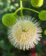 Buttonbush