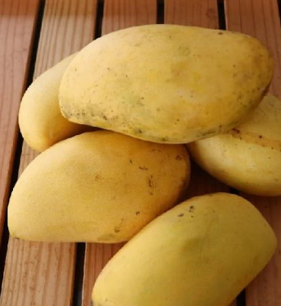“Carabao Mango (Philippine Mango)” Mango Plant – Grafted