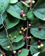 ফলসা গাছ (Phalsa / Falsa / Indian Sherbet berry Plant) – Grafted