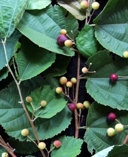 ফলসা গাছ (Phalsa / Falsa / Indian Sherbet berry Plant) – Grafted