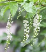 “Fiddlewood (স্বরসতী চাঁপা)” – Plant