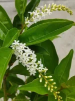 “Fiddlewood (স্বরসতী চাঁপা)” – Plant