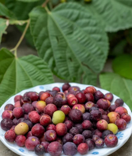 ফলসা গাছ (Phalsa / Falsa / Indian Sherbet berry Plant) – Grafted