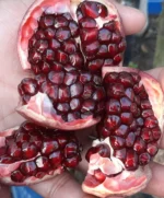 Phule Arakta (ফুলে আরক্তা) Pomegranate- Air Layering Plant