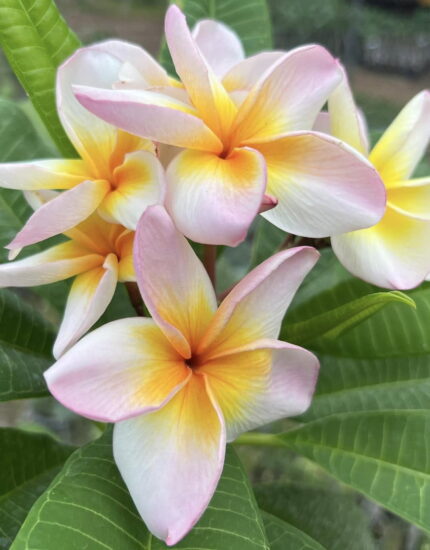Plumeria "Sutasinee"