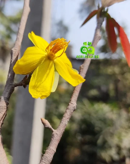 কনক চাঁপা (Mickey Mouse Plant)