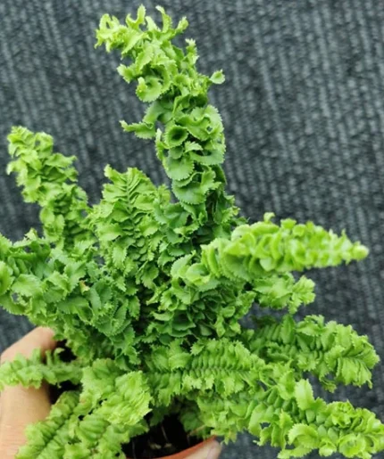 Curly Boston Fern