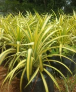 Golden Screw Pine (Pandanus)