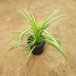 Golden Screw Pine (Pandanus)