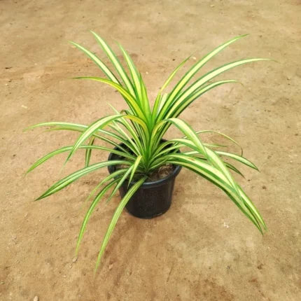 Golden Screw Pine (Pandanus)