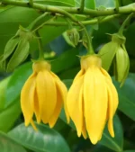 Ylang-Ylang Tree (কাঁঠালীচাঁপা)