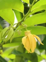 Ylang-Ylang Tree (কাঁঠালীচাঁপা)