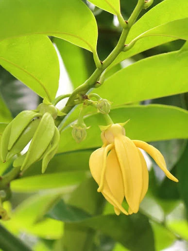 Ylang-Ylang Tree (কাঁঠালীচাঁপা)