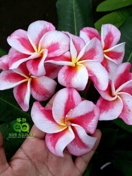 Plumeria "Sweet Valentine" by Nui