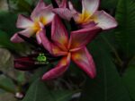 Plumeria “Vera Magenta”