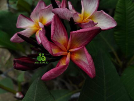 Plumeria “Vera Magenta”