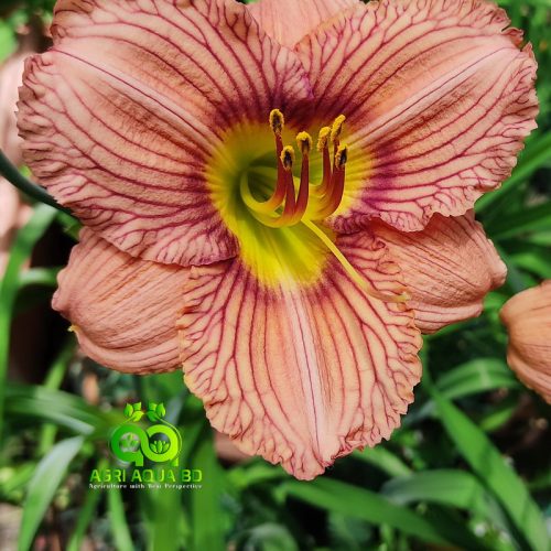Daylily-Nowhere-To-Hide-Agri-Aqua-Bd-02